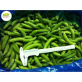 Bulk wholesale distribute IQF frozen sugar snap peas